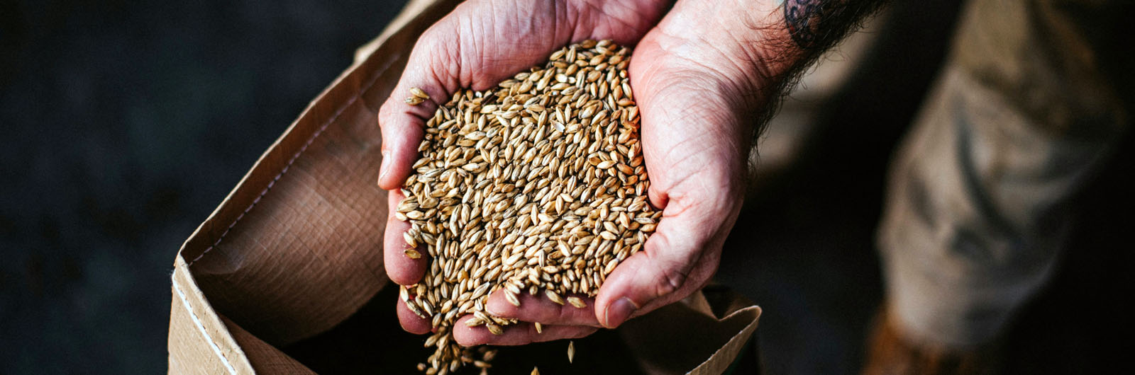 Les ingrédients de la bière